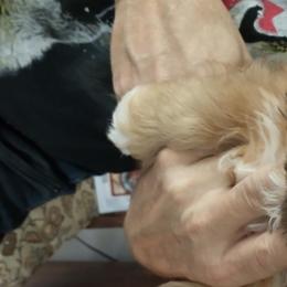 Lhasa Apsos from Lauren McGlynn's Lhasa Apso Puppies