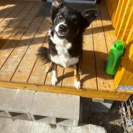 Border Collie puppies from Steppinstone Dog Training and Labradors/BC’s