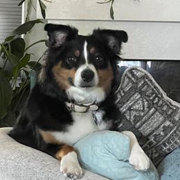 Amara - Miniature Australian Shepherd