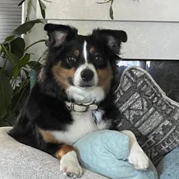 Amara - Miniature Australian Shepherd