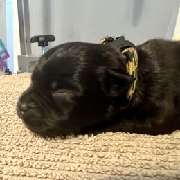 Miss Yellow - Black Staffordshire Bull Terrier puppy in Gilson, Illinois from Legacy Kennels