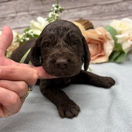 Chai - Liver and white male Springerdoodle puppy in Lisbon, Ohio from Willow Lane Doodles
