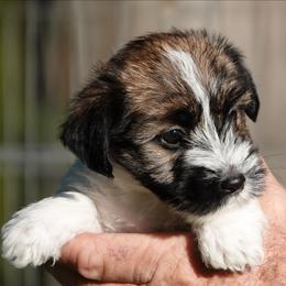 Liberty - White and tan female Russell Terrier puppy in Royal Oaks, California from Rose In Vale Russell Terriers