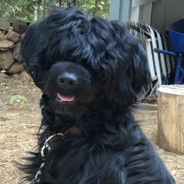 Portuguese Water Dogs from Rustyco/Cayenne