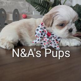 Mo - Cream and white male Shih Tzu puppy in West Pawlet, Vermont from Morgan's Shih Tzus