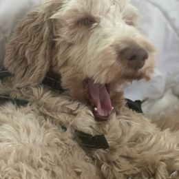 Goldendoodle Puppies from New Jersey Doodles