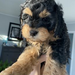Bernedoodle Puppies from Pearce Pups