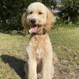 Charleigh - Goldendoodle