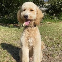 Charleigh - Goldendoodle