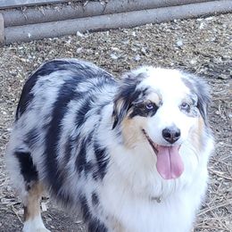 Rhea - Miniature Australian Shepherd