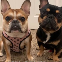 French Bulldog Puppies from Frog Faced Frenchies