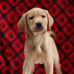 Labrador Retriever Puppies from Sun Ridge Labradors