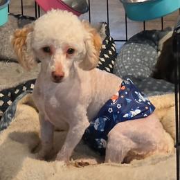 Noah - Poodle
