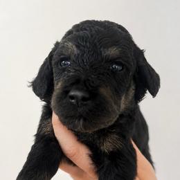 Cannoli - Brown female Poodle puppy in Grovetown, Georgia from PND Kennel