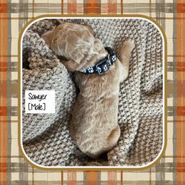 Sawyer - Apricot male Goldendoodle puppy in Richmond, Virginia from Highland Grove Doodles, LLC