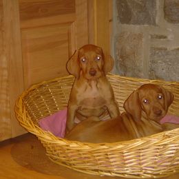Vizsla Puppies from Mill Pond Farm Vizslas