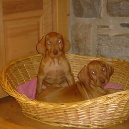 Vizsla Puppies from Mill Pond Farm Vizslas