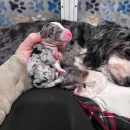 Posey - Merle female Bernedoodle puppy in Rising Sun, Indiana from Ruby Lane Doodles
