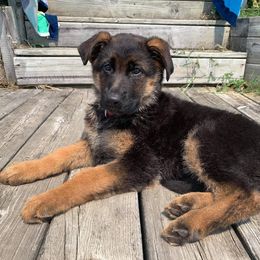 German Shepherd Puppies from Schusterheim Shepherds