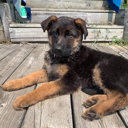 German Shepherd Puppies from Schusterheim Shepherds