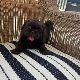 Male 4 - Liver male Shih Tzu puppy in Whittier, California from Socal Mother Of Shih Tzus