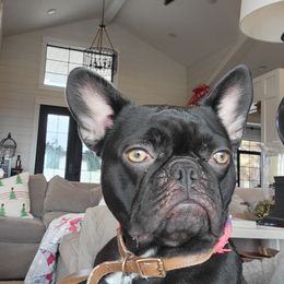 Kahlua - French Bulldog