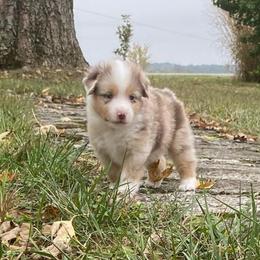 SEA-sar - Red merle male Miniature Australian Shepherd puppy in California, Kentucky from Sonlight Ridge Aussies