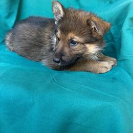 Sable female - Sable female German Shepherd puppy in Jennings, Kansas from Lost Creek German Shepherds LLC