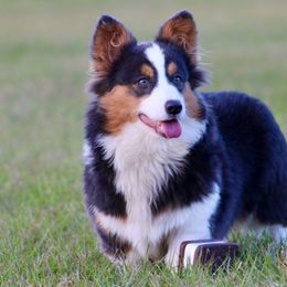 American Corgis, Border Collies, and Pembroke Welsh Corgis from Cowtown Corgis & Border Collies