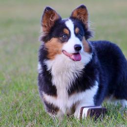 American Corgis, Border Collies, and Pembroke Welsh Corgis from Cowtown Corgis & Border Collies