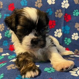 Hector - Black and white male Shih Tzu puppy in Hemet, California from Aloha Shih Tzu