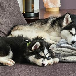 Pomsky and Siberian Husky Puppies from Hemlock Pines Pomsky