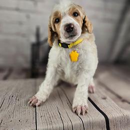 Chaps - Parti male Poodle puppy in Mcbain, Michigan from Northern Creek