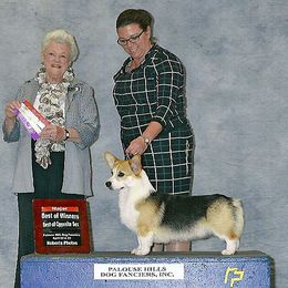 Ryder - Pembroke Welsh Corgi
