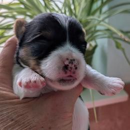 Tri-parti boy - Parti male Yorkshire Terrier puppy in Gatesville, Texas from KontryKritterz Yorkies