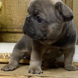 Bolt - Blue male French Bulldog puppy in Cullman, Alabama from Divine Hill Farm