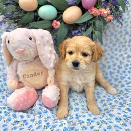 Cinder - female Cavapoochon puppy in Bullard, Texas from Cavapoochon Central LLC