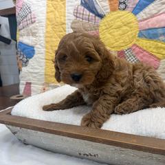 Clyde (Brown Collar) - Red male Cavapoo puppy in Cabool, Missouri from Big Gulch Puppies