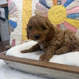 Clyde (Brown Collar) - Red male Cavapoo puppy in Cabool, Missouri from Big Gulch Puppies