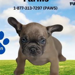 Kevin - Blue fawn male French Bulldog puppy in Michigan from Fur Baby Farms