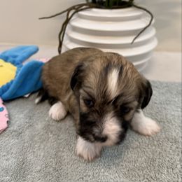 Neecie - Red sable female Havanese puppy in Semmes, Alabama from Hayden's Havanese