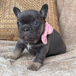 Raven - Tricolors female French Bulldog puppy in Hemet, California from Bowman Pups