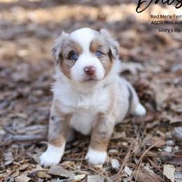 Daisy -RMF2 - Red merle female Miniature Australian Shepherd puppy in Nacogdoches, Texas from TK Standard, Mini, & Toy Aussies