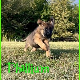 Thallium - Sable female German Shepherd puppy in Lewisburg, Kentucky from RED’s German Shepherds
