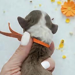 Orange - Brown and white male Aussiedoodle puppy in Byron, Georgia from Southern Olive Doodles 🫒