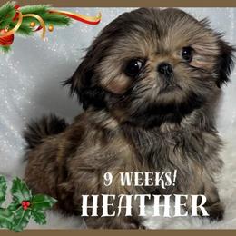 Heather - Gold female Shih Tzu puppy in Hayden, Idaho from Phoenix Shih Tzu