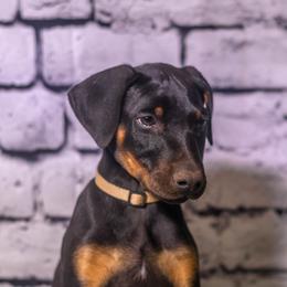 Peanut - Black and rust female Doberman Pinscher puppy in Shelby, North Carolina from IronBee Dobermans