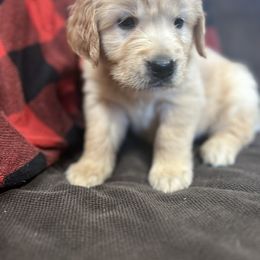 Golden Retriever and Labrador Retriever Puppies from Storm Chasers Retrievers