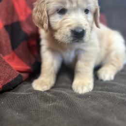 Golden Retriever and Labrador Retriever Puppies from Storm Chasers Retrievers