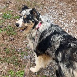 Piper - Australian Shepherd